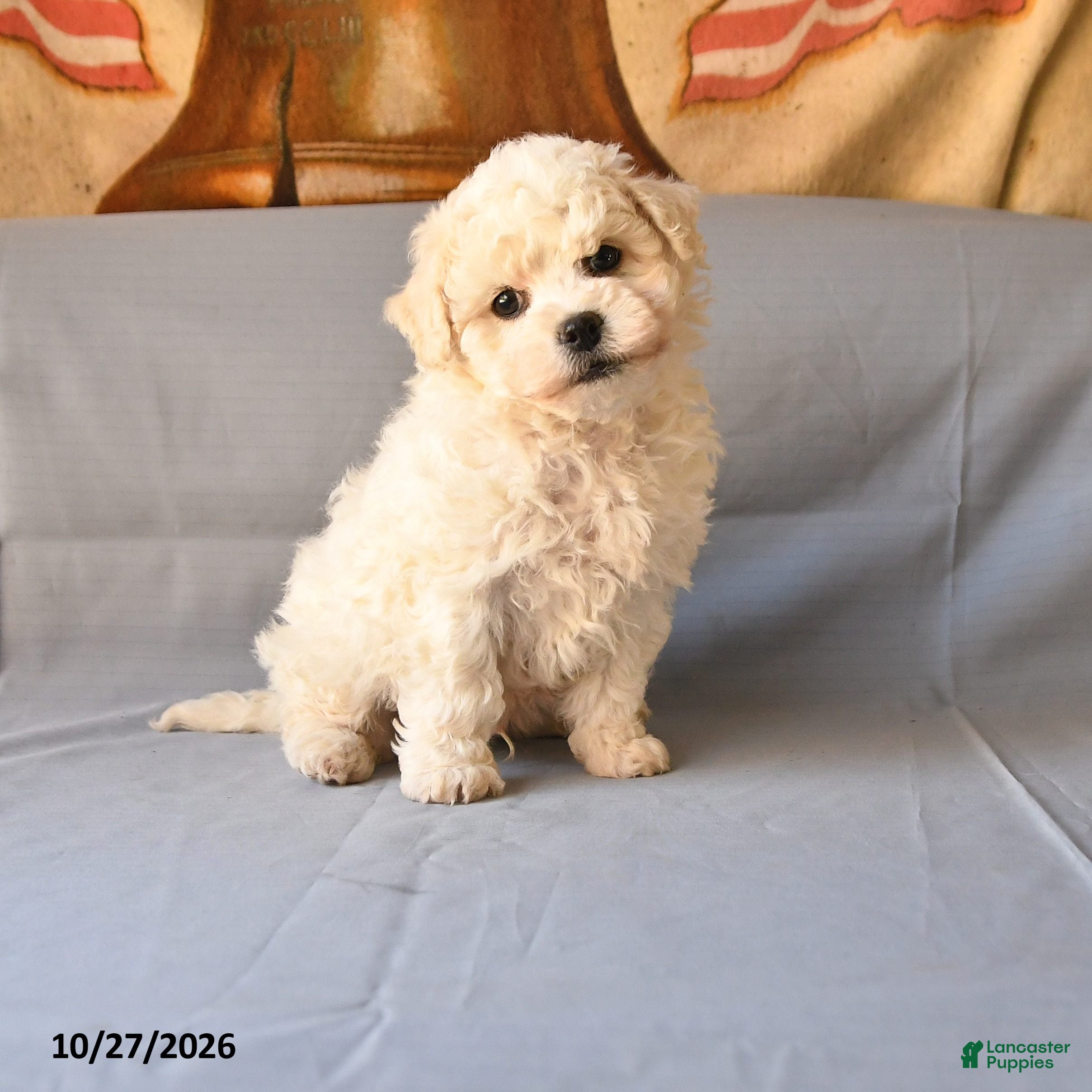 Bichon Frise dogs for sale: Rico  - Ad 1