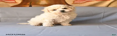 Rico 
