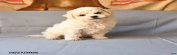 Bichon Frise dogs for sale: Rico  - Ad 1