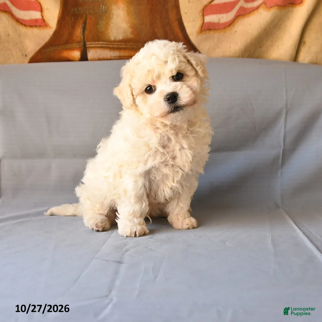 Bichon Frise dogs for sale: Rico  - Ad 1