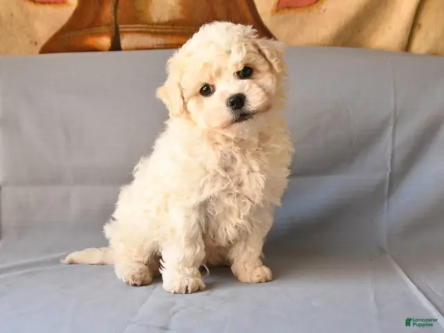 Bichon Frise dogs for sale: Rico - Ad 1