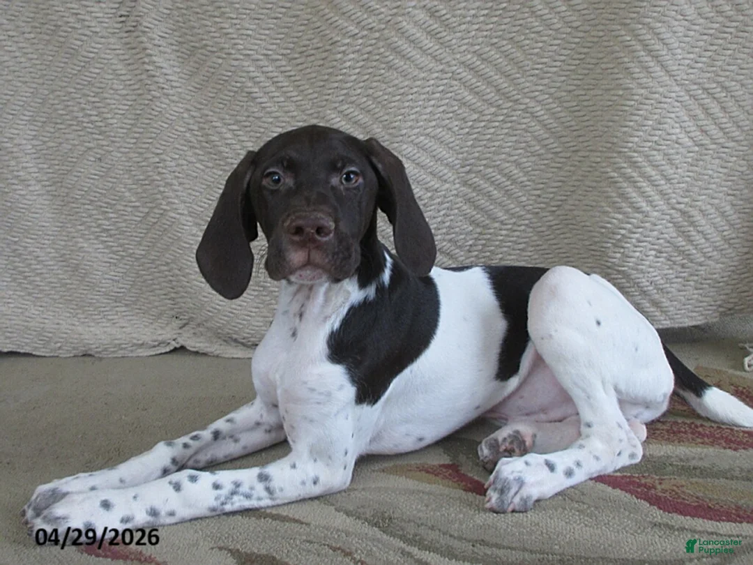 German Shorthaired Pointer dogs for sale: Vestal - Ad 1