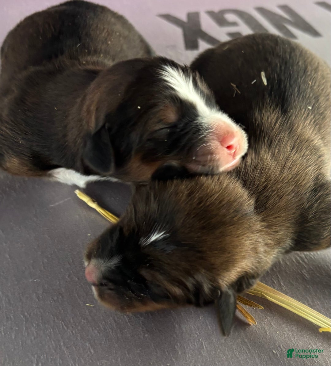 Mixed Breed dogs for sale: Tibetan Mastiff/Bernese Mountain Dog Male 2 - Ad 13