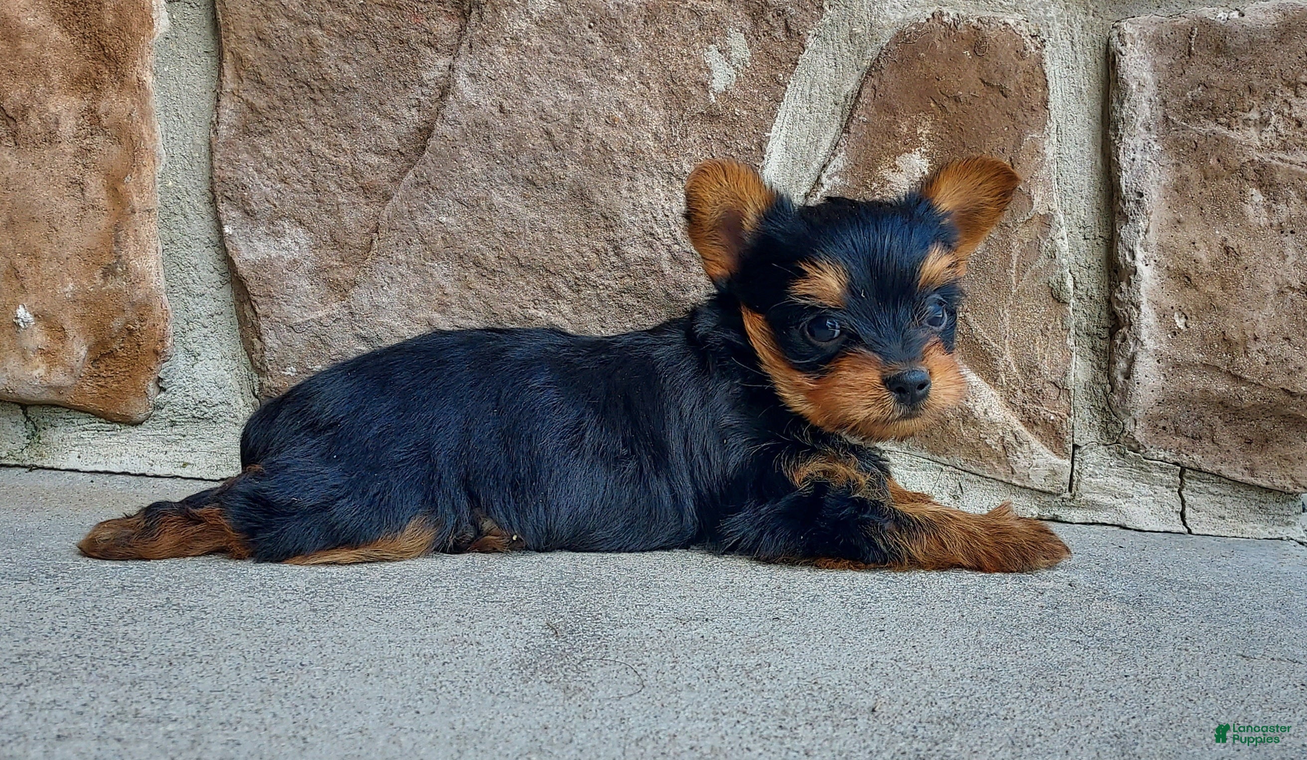 Yorkshire Terrier dogs Mattie - Ad 1