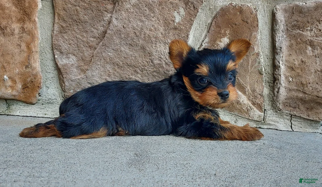 Yorkshire Terrier dogs for sale: Mattie - Ad 1