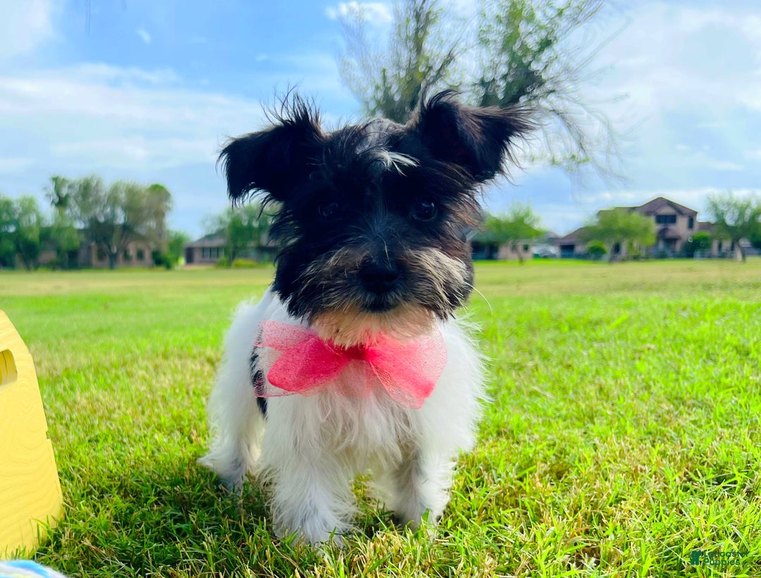 Miniature Schnauzer dogs for sale: Miniature Schnauzer Puppy 1 - Ad 1