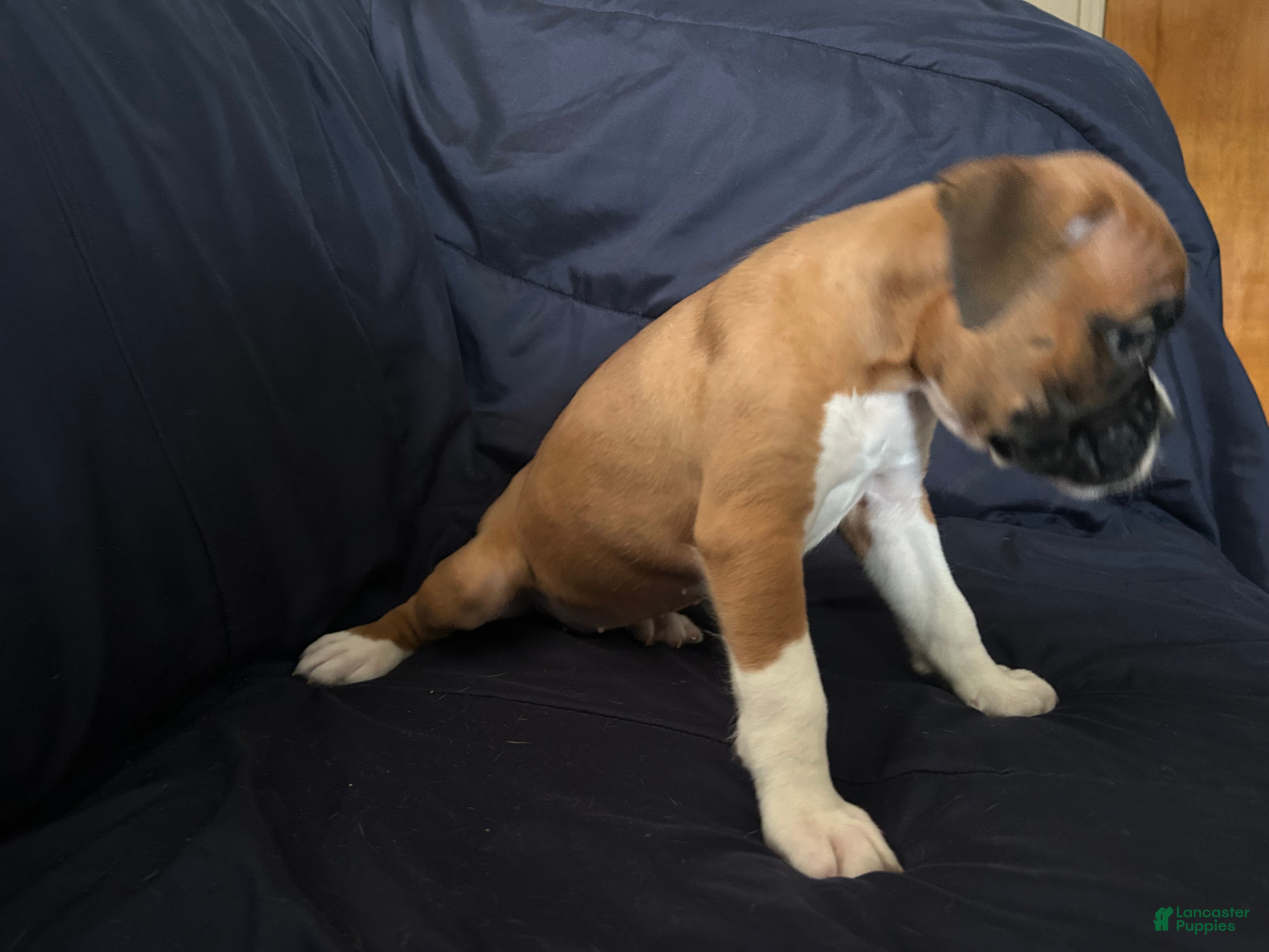 Boxer dogs Flash - Ad 2