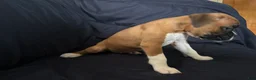Boxer dogs for sale: Flash - Ad 2