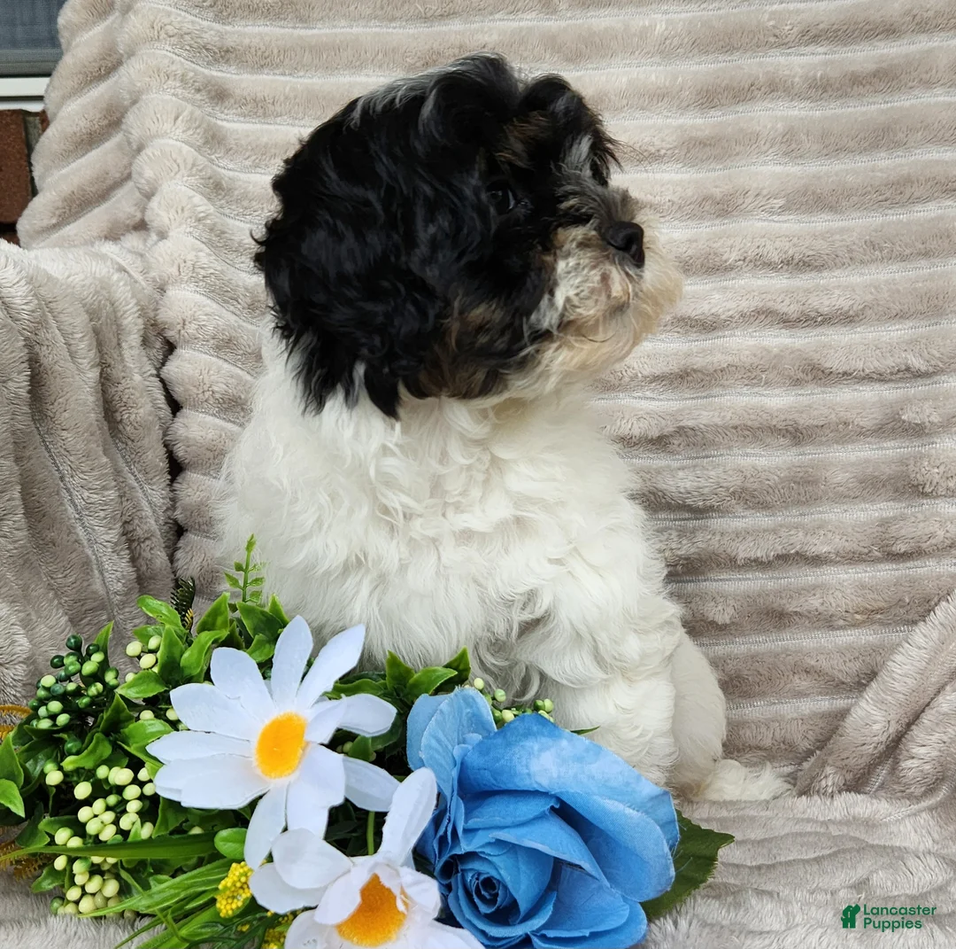 Shihpoo dogs for sale: Carter - Ad 8