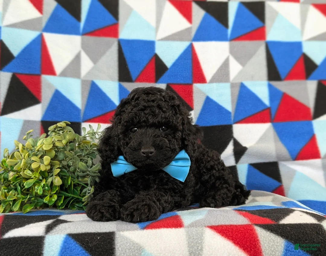 Toy Poodle dogs for sale: Kimball - Ad 5