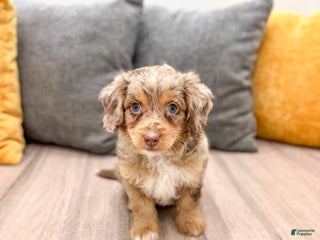 Mini Bernedoodle dogs - Ad 34