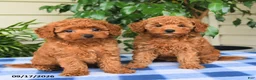 Miniature Poodle dogs for sale: Caleb - Ad 5