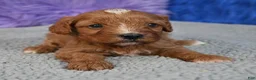 Cavapoo dogs for sale: Cavapoo 1 - Ad 14