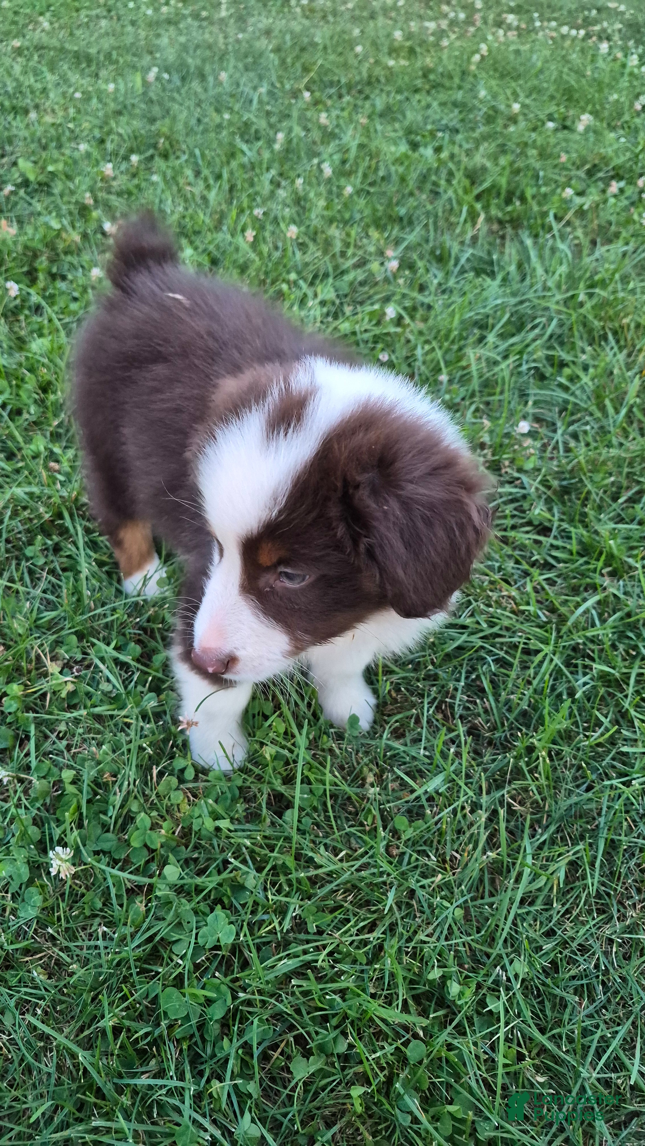 Australian Shepherd dogs Daiquiri, A.S. 8 - Ad 2