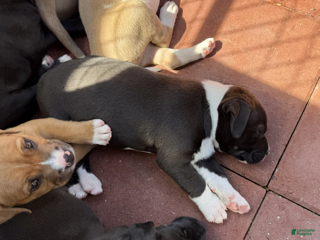 American Pit Bull Terrier dogs for sale: Panda-Girl  Pit-bull - Ad 2