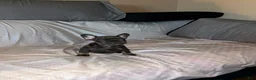 French Bulldog dogs for sale: French Bulldog Puppy 5 - Ad 6