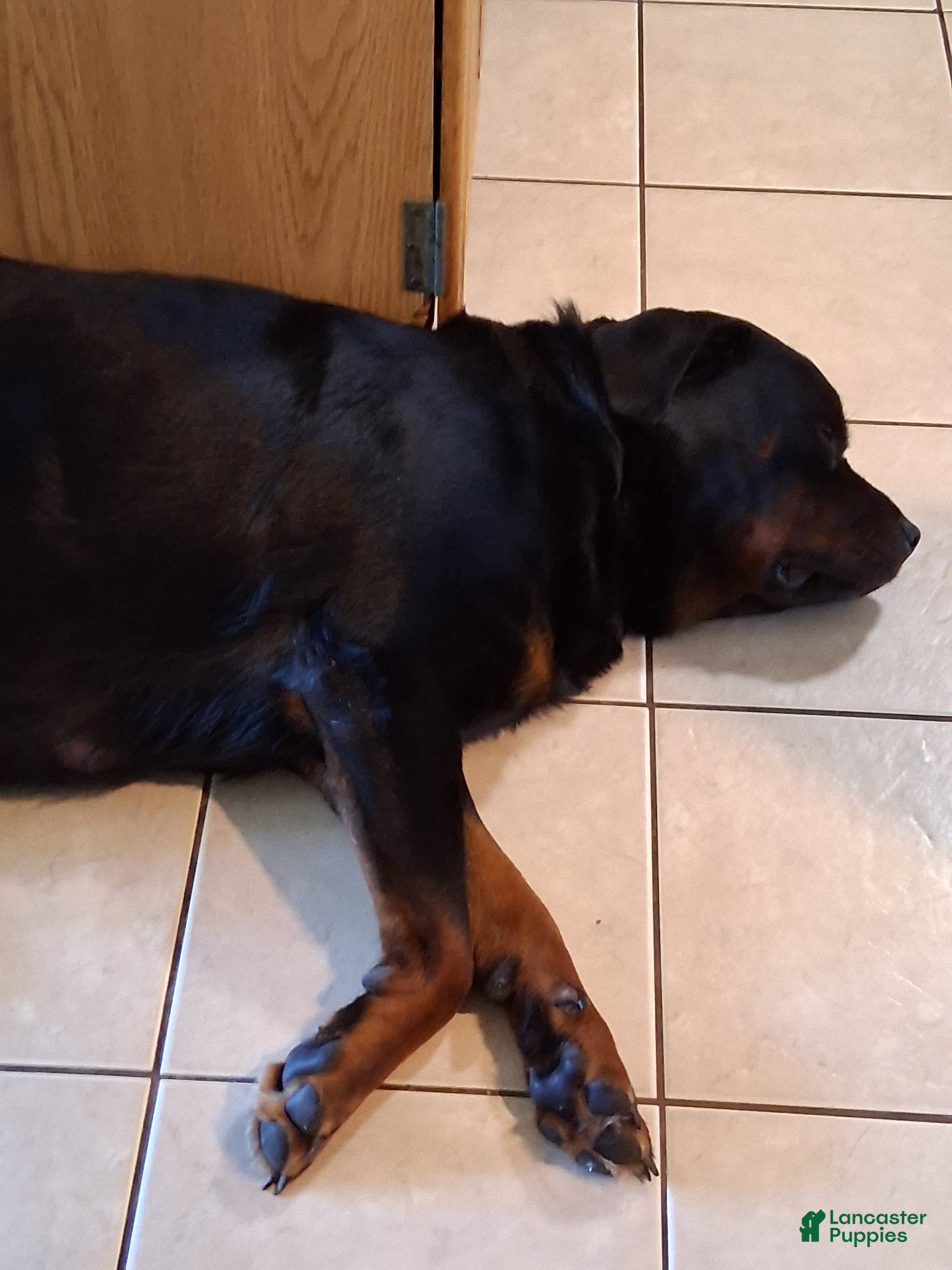 Rottweiler dogs for sale: Rottweiler Puppy 5 - Ad 5