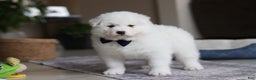 Samoyed dogs for sale: Alvin - Ad 5