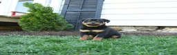 Rottweiler dogs for sale: Cotton - Ad 5
