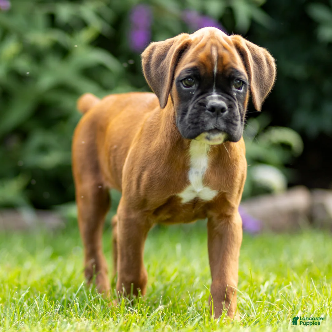 Boxer dogs for sale: Benji - Ad 1