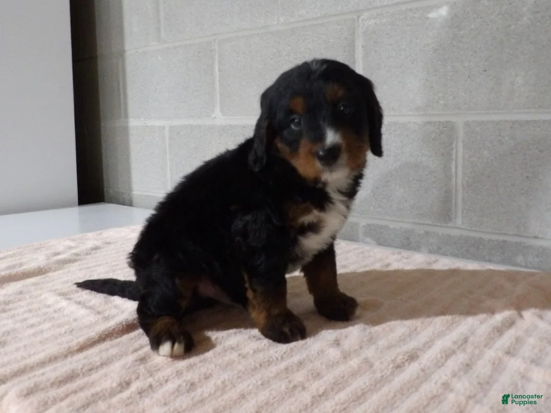 Bernedoodle dogs for sale: Buddy - Ad 2