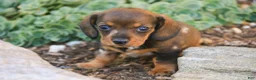 Miniature Dachshund dogs for sale: Maxine Miniature Dachshund  - Ad 6