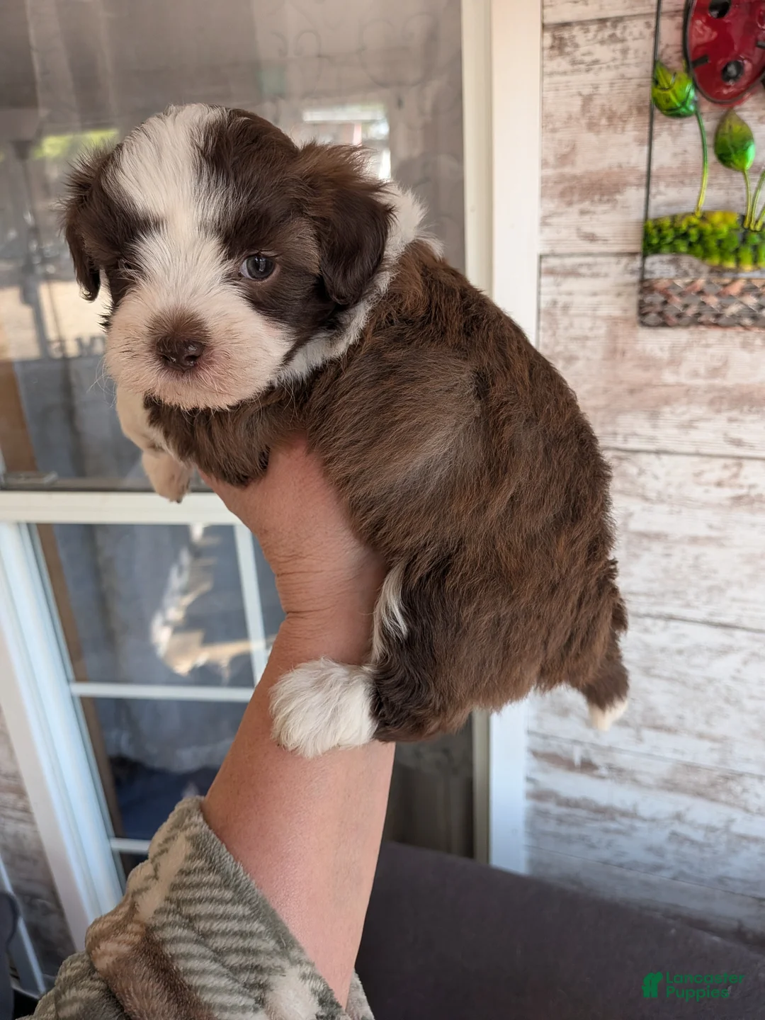 Mixed Breed dogs for sale: Mixed Breed Puppy 4 - Ad 2