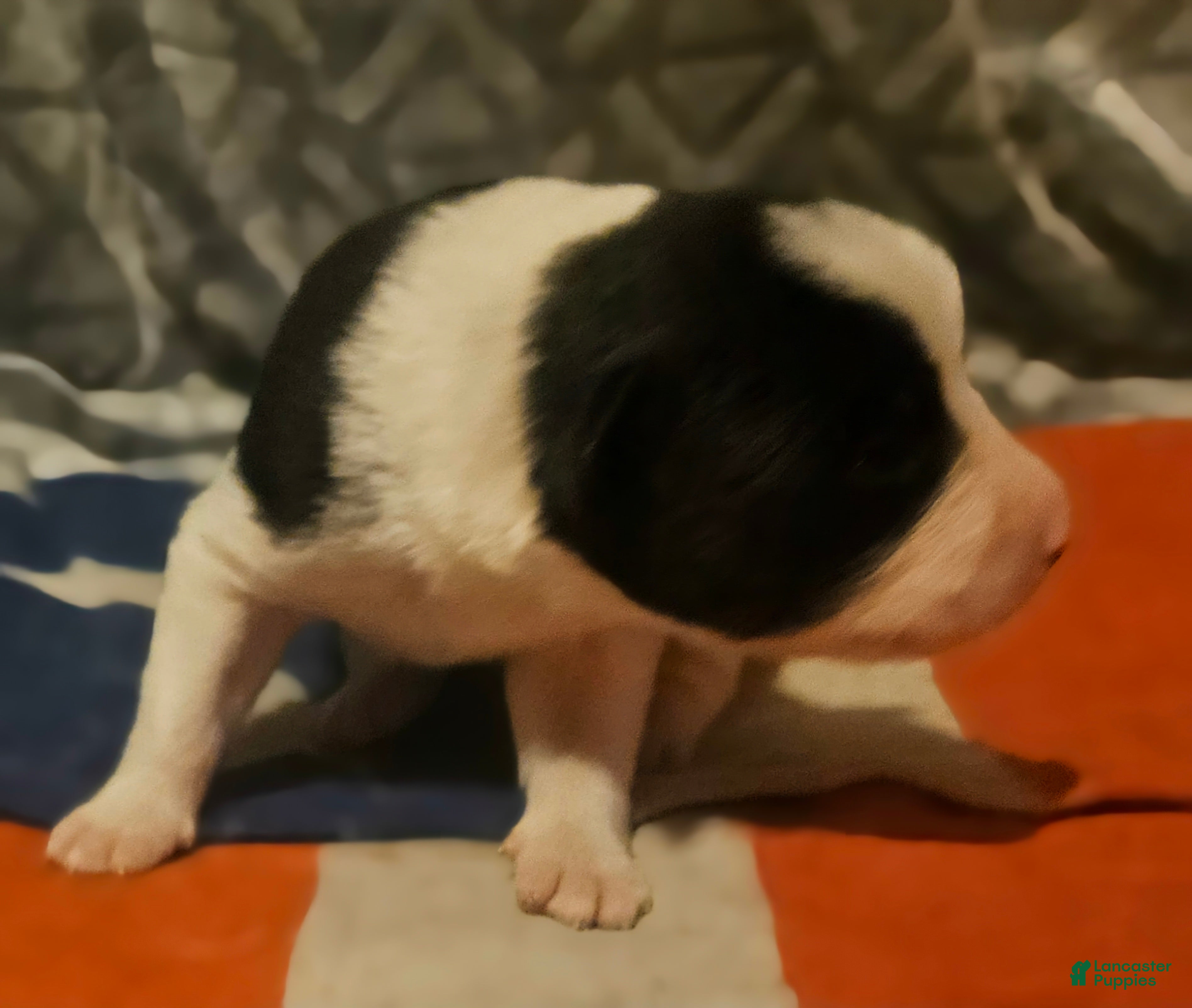 Border Collie dogs Jay - Ad 32