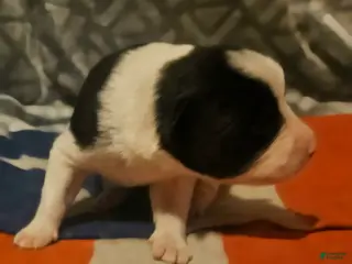 Border Collie dogs Jay - Ad 13