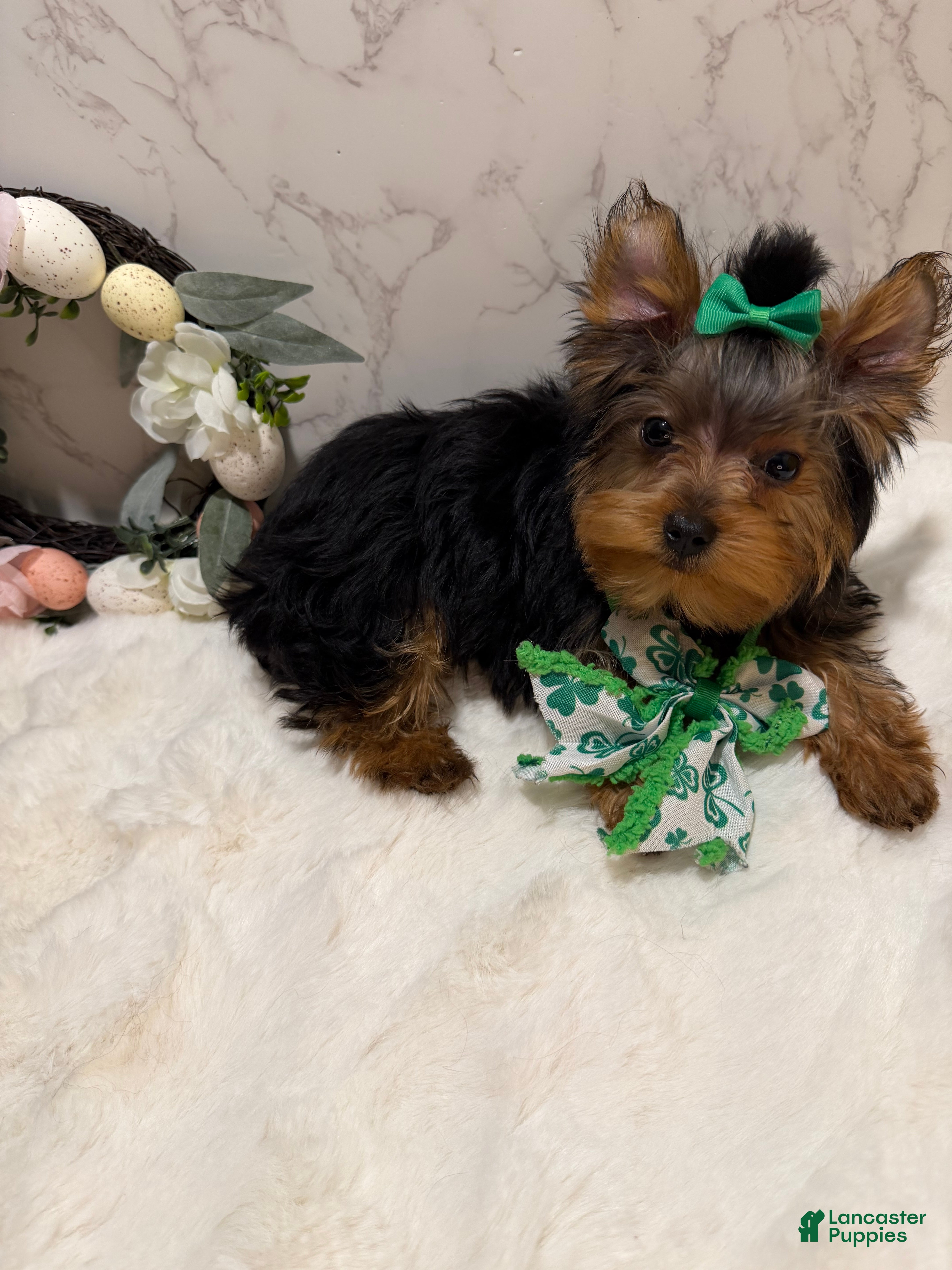Yorkshire Terrier dogs Jack SALE - Ad 2