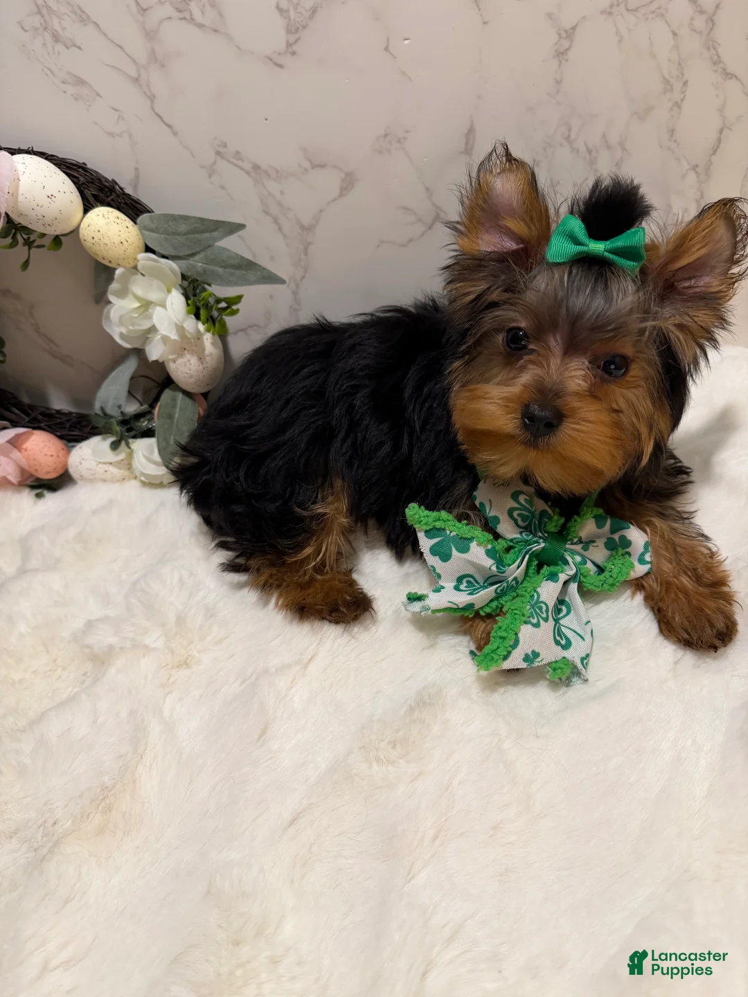 Yorkshire Terrier dogs for sale: Jack SALE - Ad 2