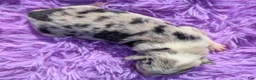 Border Collie dogs for sale: Puppy #3 - Ad 2