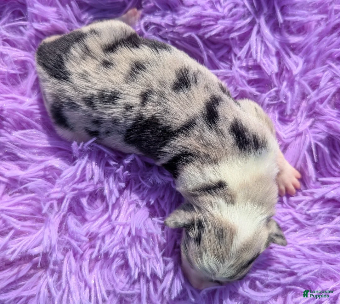 Border Collie dogs for sale: Puppy #3 - Ad 2