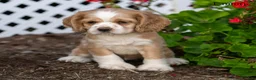Cocker Spaniel dogs for sale: Emmy - Ad 3