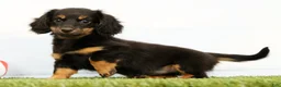Miniature Dachshund dogs for sale: Nya - Ad 4