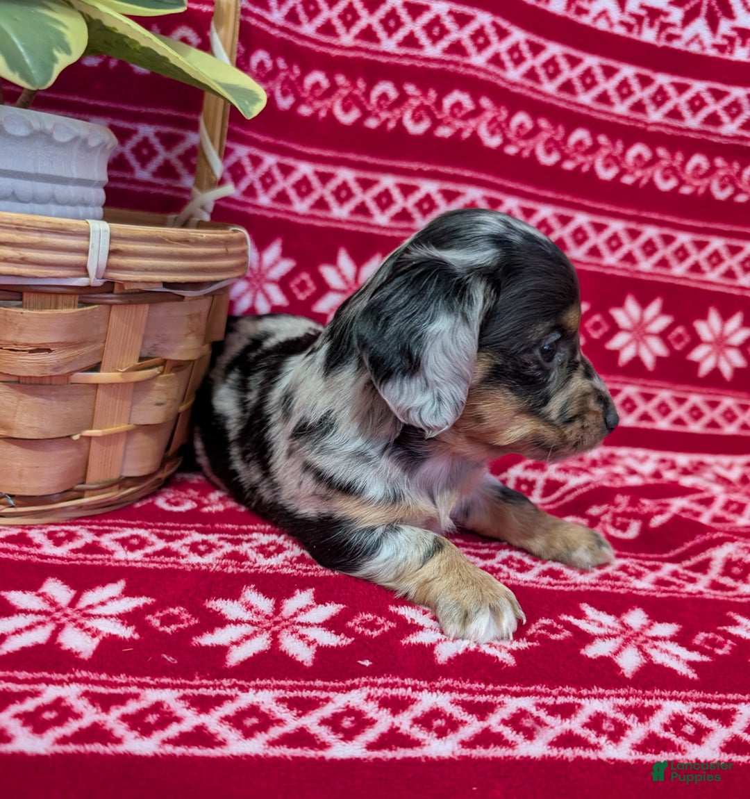 Miniature Dachshund dogs for sale: Amber  - Ad 3