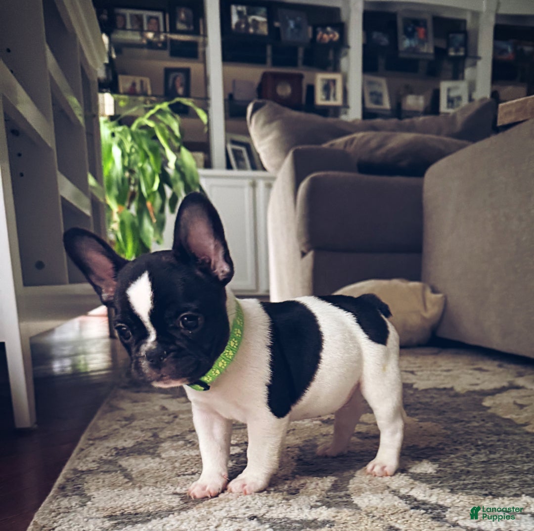 French Bulldog dogs for sale: French Bulldog Puppy 1 - Ad 3