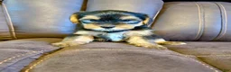 Yorkshire Terrier dogs for sale: Yorkshire Terrier 6 - Ad 5