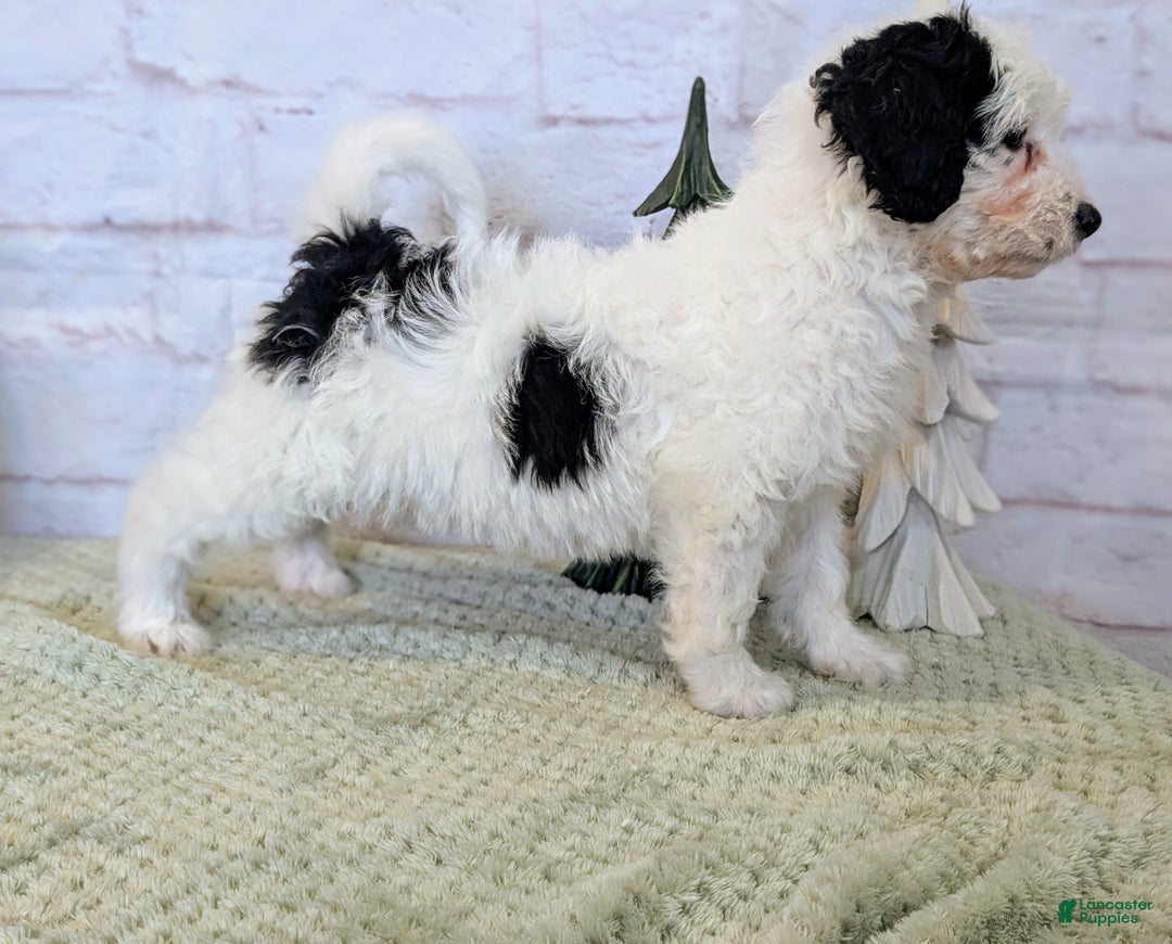 Mixed Breed dogs for sale: RoxAnn  - Ad 5