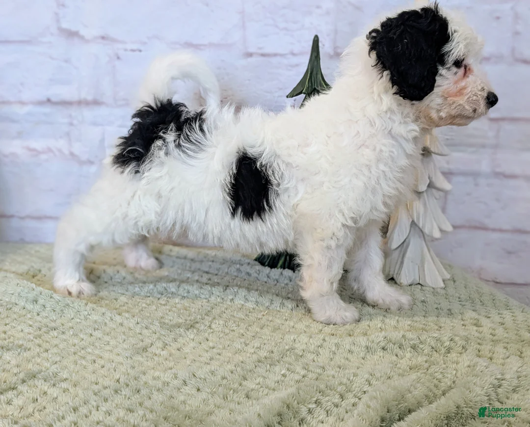 Mixed Breed dogs for sale: RoxAnn  - Ad 5