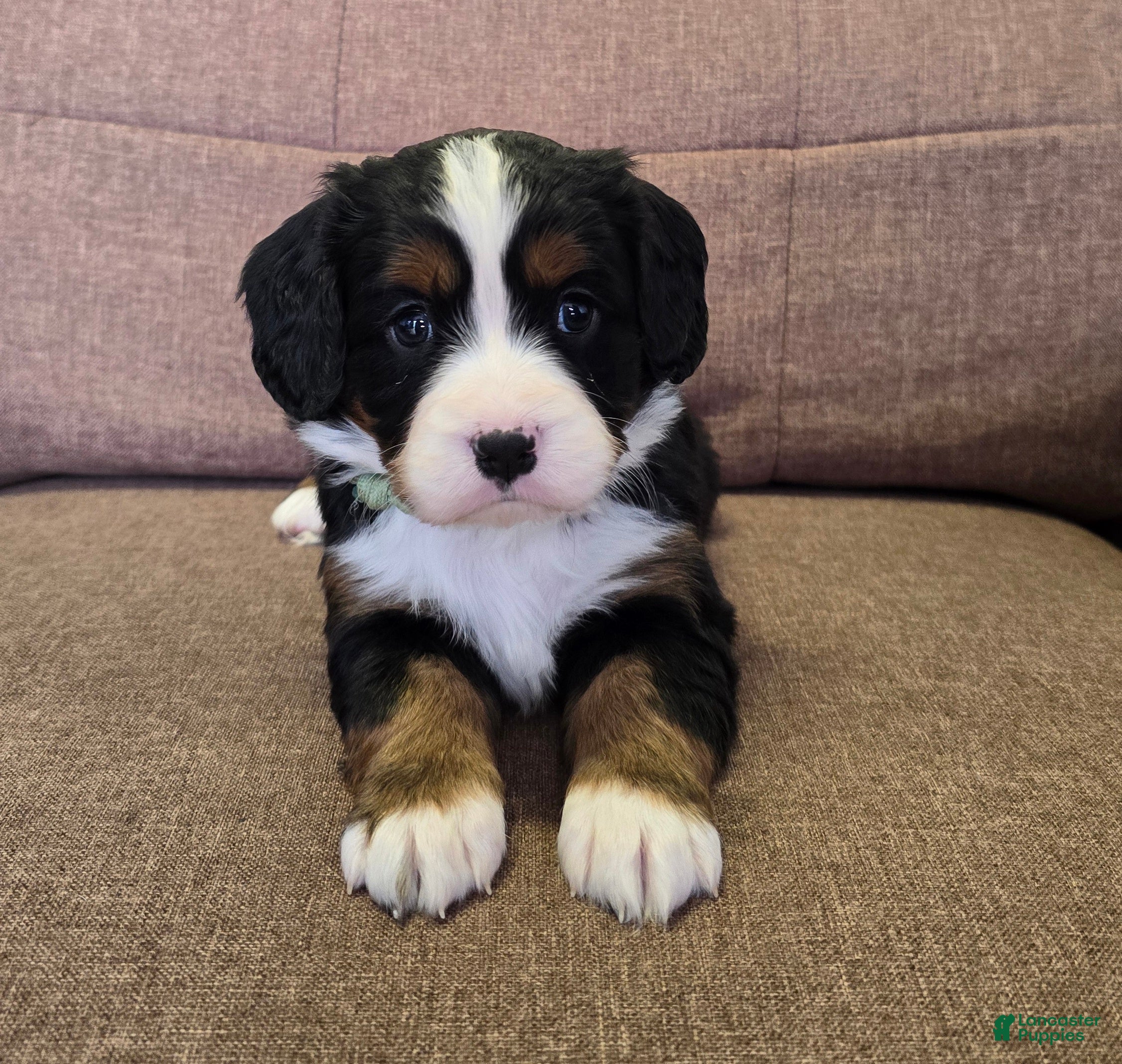 Miniature Bernese Mountain Dog dogs Sidecar - Ad 1