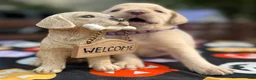 Labrador Retriever dogs for sale: Labrador Retriever 1 - Ad 17