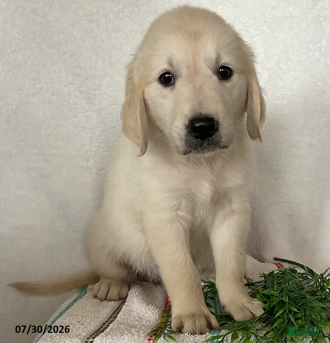 Golden Retriever dogs for sale: Willow - Ad 2