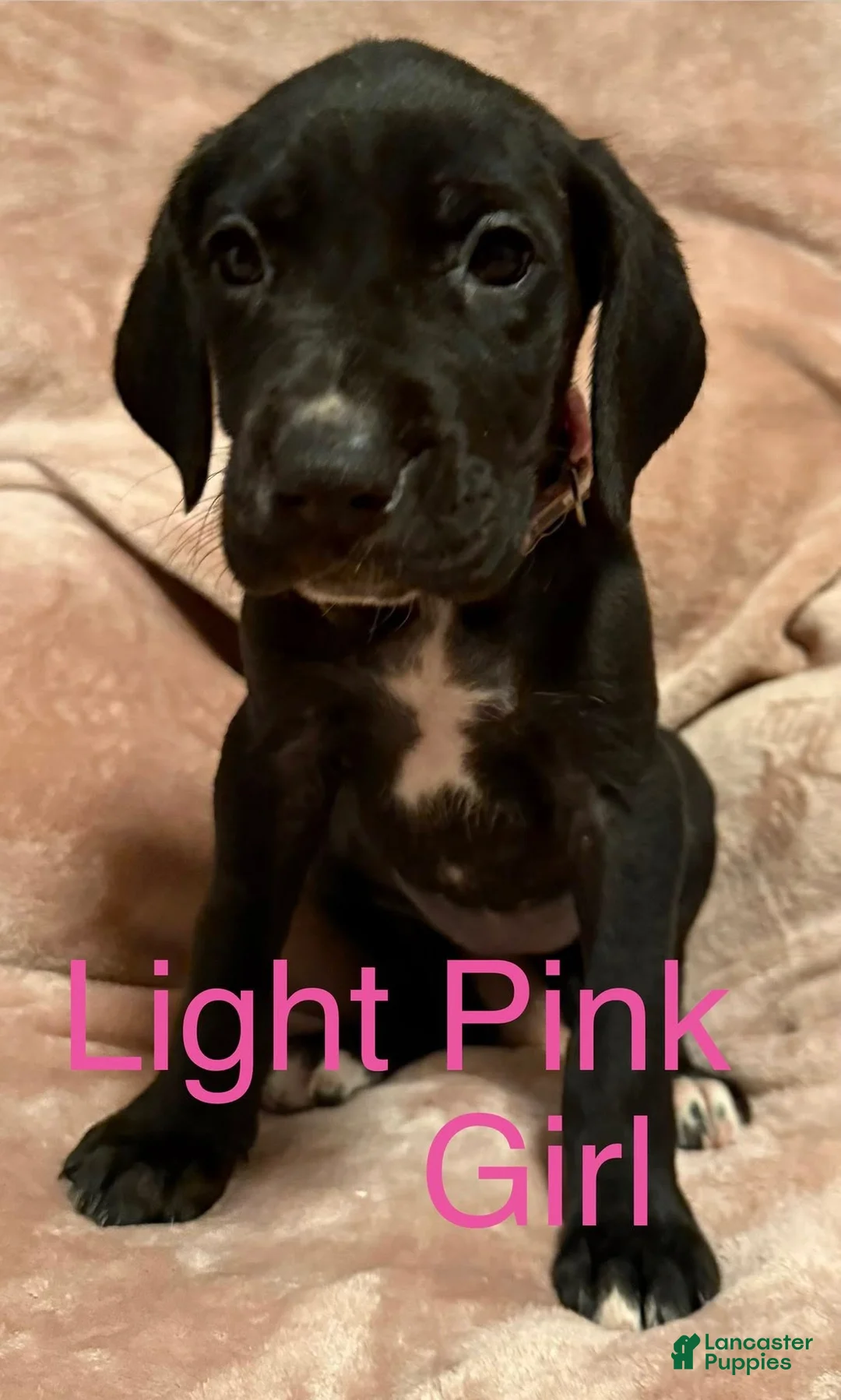 Great Dane dogs for sale: Great Dane Puppy 6 - Ad 1