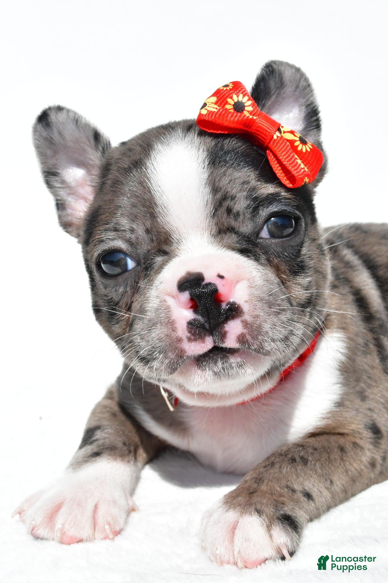 Mixed Breed dogs Bentley - Ad 2