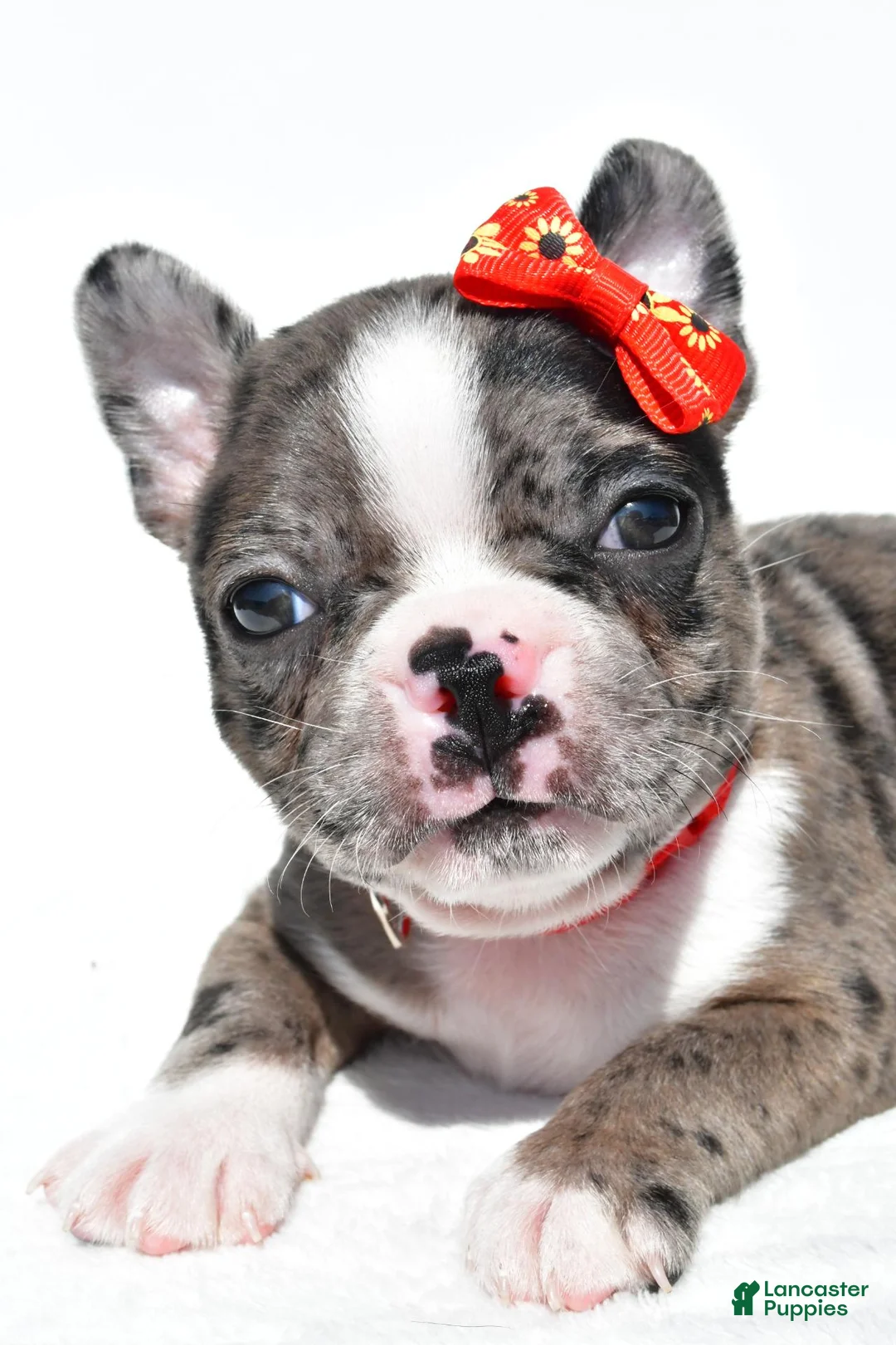 Mixed Breed dogs for sale: Bentley - Ad 2