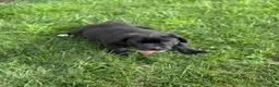 Cane Corso dogs for sale: Kody - Ad 7