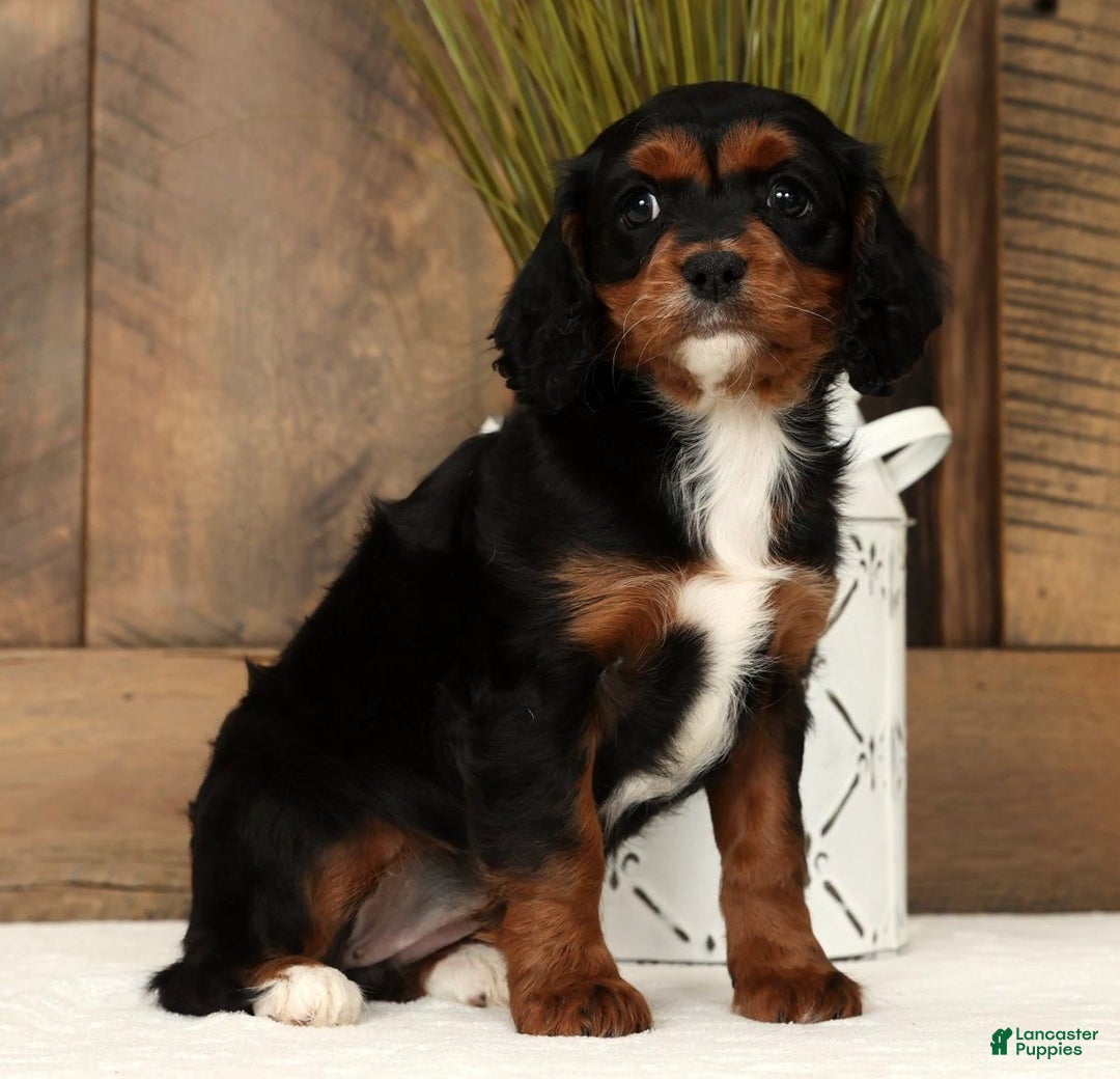 Cavapoo dogs for sale: Chloe - Ad 5
