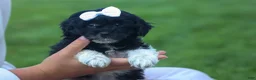 Havapoo dogs for sale: OWEN - Ad 4