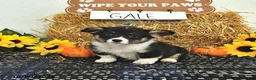 Welsh Corgi Pembroke dogs for sale: Gale - Ad 3